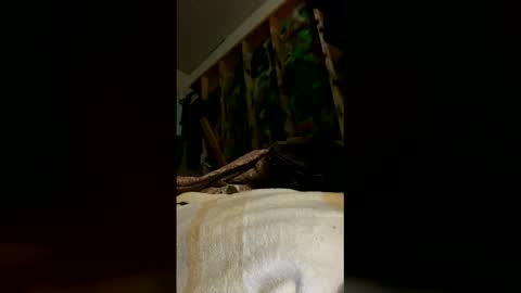 sohan730903 online show from 03.16.26