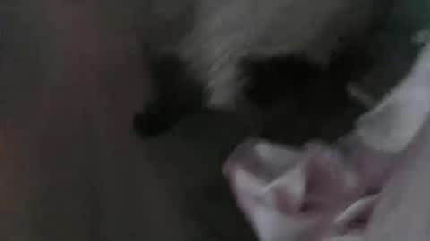 sp1tpuppeh online show from 05.01.26