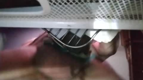 stuffamuffagus69 online show from 11.18.25