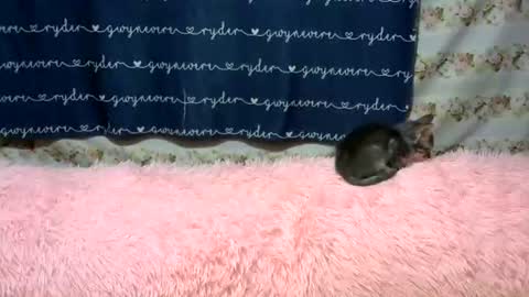 sweetnipples1987 online show from 06.14.26