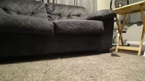 Snapshot of sxtn002 chatting on 11.11.25 sxtn002 online show from 11.11.25