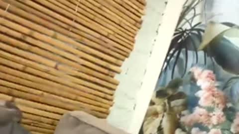 Snapshot of tacovegan4 chatting on 12.05.25 tacovegan4 online show from 12.05.25