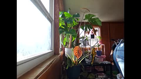 therizzler_1_of_1 online show from 12.17.24