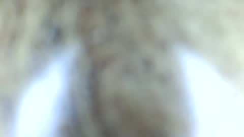 tinypecker6 online show from 06.08.26