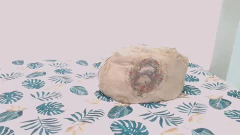 Snapshot of toadboys chatting on 02.09.25 David online show from 02.09.25