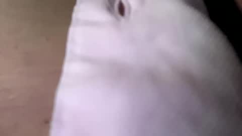 tommit84 online show from 10.19.25