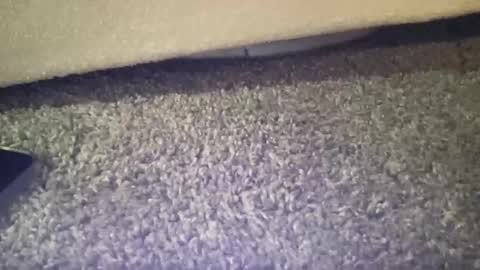 twinkgabe online show from 02.16.26