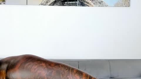 Dvid Rullers online show from 11.07.25