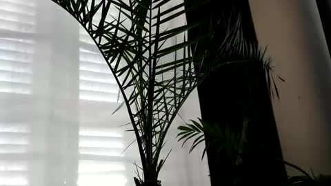 Snapshot of uncutlover1000 chatting on 10.02.25 patricia online show from 10.02.25