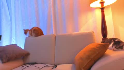 VIOLET  online show from 06.15.26