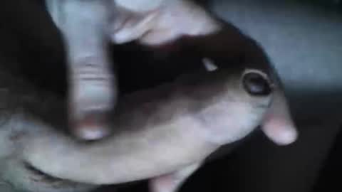 Snapshot of viktorklubb chatting on 10.30.25 online show from 10.30.25