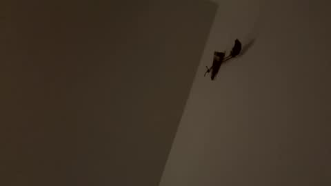 Snapshot of walter204 chatting on 11.09.25 walter204 online show from 11.09.25