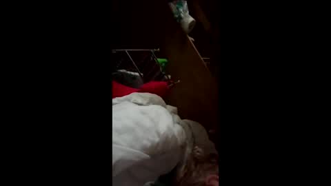 wildkatxx20 online show from 03.19.26