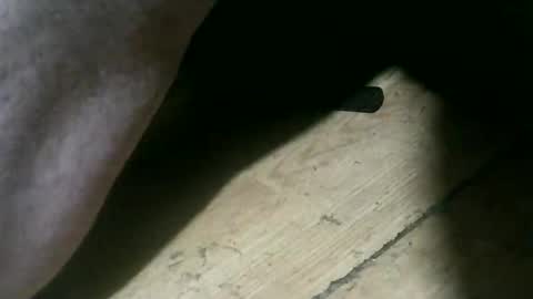 wolfbo6699 online show from 11.22.25