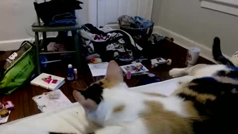 zaddyslilslutbucket online show from 12.16.25