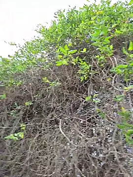 SexyErola27 online show from 12.21.25