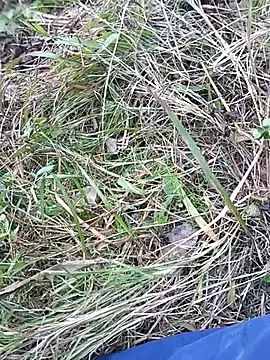 Nkumar173 online show from 11.10.25