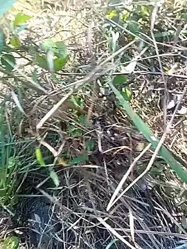 Nkumar173 online show from 11.11.25