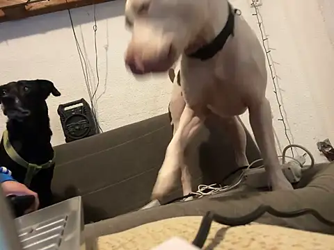 EnricoGio online show from 12.17.24