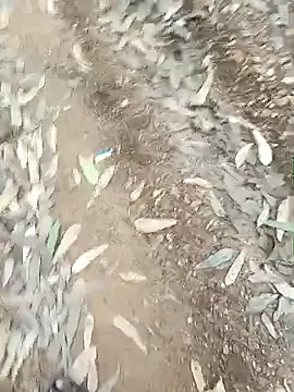 Snapshot of indiasexmf chatting on 12.16.25 indiasexmf online show from 12.16.25