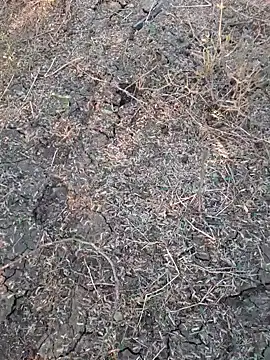 Ajith mvi online show from 05.28.26