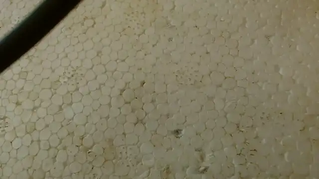 Snapshot of titi_fiesta chatting on 02.01.26 titi fiesta online show from 02.01.26