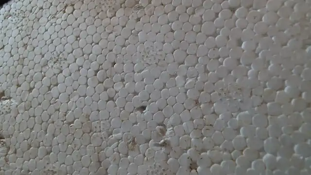 Snapshot of titi_fiesta chatting on 02.24.26 titi fiesta online show from 02.24.26