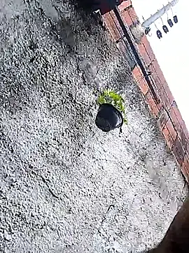 Tiago0031 online show from 03.03.26