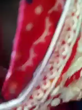 Bengoli--bhabhi online show from 02.22.25