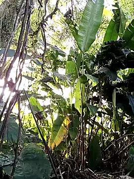 Snapshot of tuwegon chatting on 06.17.26 tuwegon online show from 06.17.26