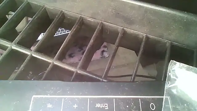 allissonw13 online show from 10.23.25