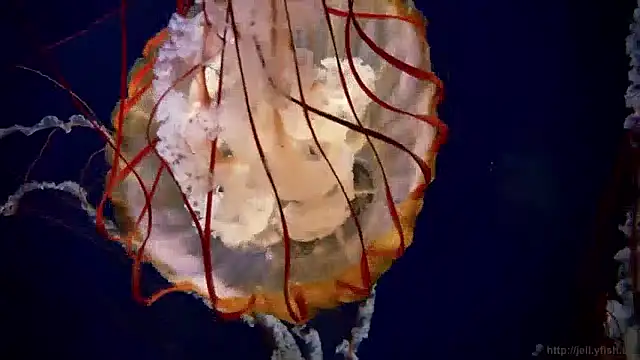 Snapshot of streamy_test11 chatting on 12.03.24 streamy test11 online show from 12.03.24