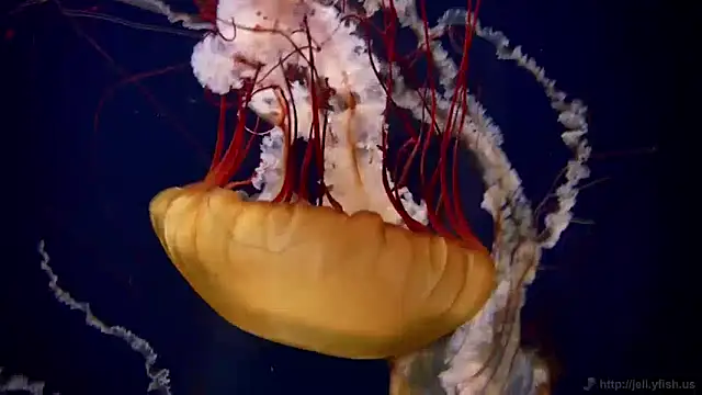 Snapshot of streamy_test11 chatting on 12.13.24 streamy test11 online show from 12.13.24