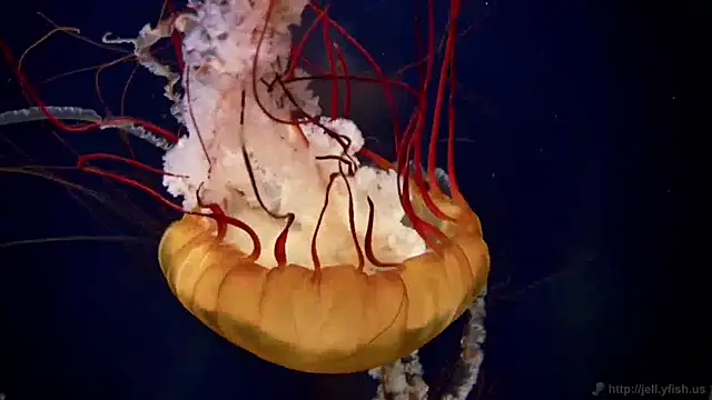 Snapshot of streamy_test11 chatting on 12.17.24 streamy test11 online show from 12.17.24