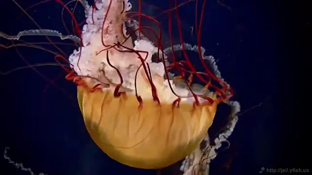 Snapshot of streamy_test11 chatting on 01.31.25 streamy test11 online show from 01.31.25