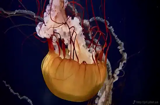 Snapshot of streamy_test11 chatting on 02.04.25 streamy test11 online show from 02.04.25