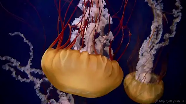 Snapshot of streamy_test11 chatting on 03.20.25 streamy test11 online show from 03.20.25