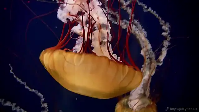 Snapshot of streamy_test11 chatting on 09.11.25 streamy test11 online show from 09.11.25