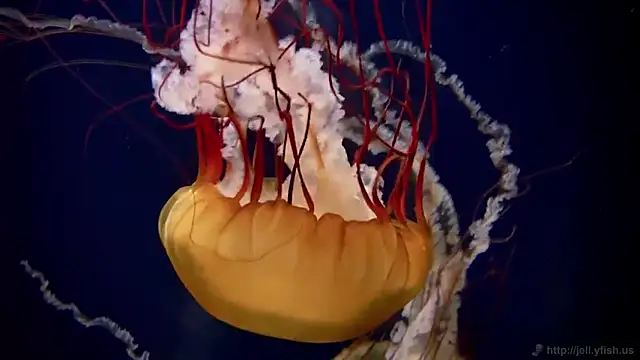 Snapshot of streamy_test11 chatting on 09.17.25 streamy test11 online show from 09.17.25