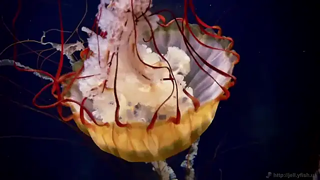 Snapshot of streamy_test11 chatting on 10.09.25 streamy test11 online show from 10.09.25