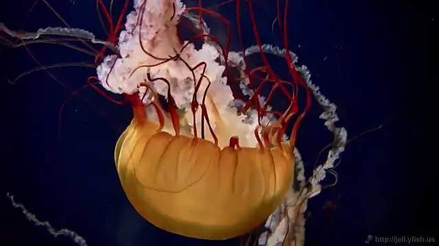 Snapshot of streamy_test11 chatting on 10.21.25 streamy test11 online show from 10.21.25