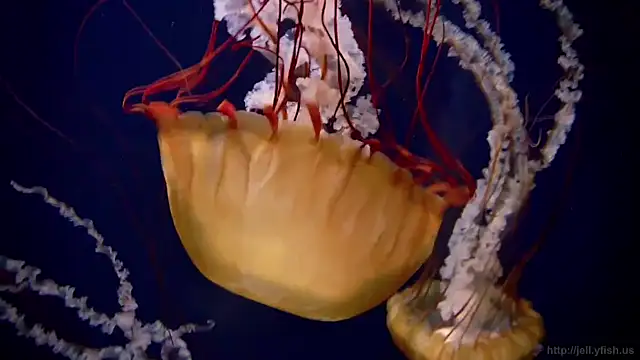 Snapshot of streamy_test11 chatting on 11.03.25 streamy test11 online show from 11.03.25