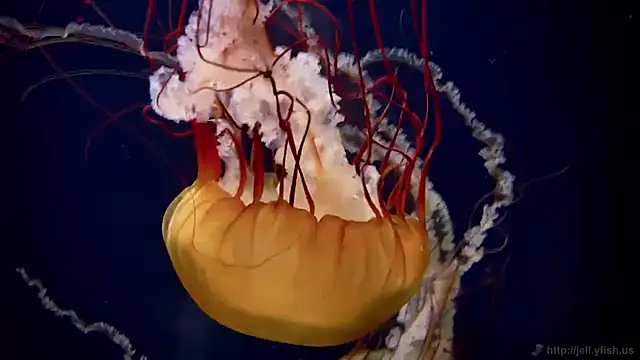 Snapshot of streamy_test11 chatting on 11.05.25 streamy test11 online show from 11.05.25