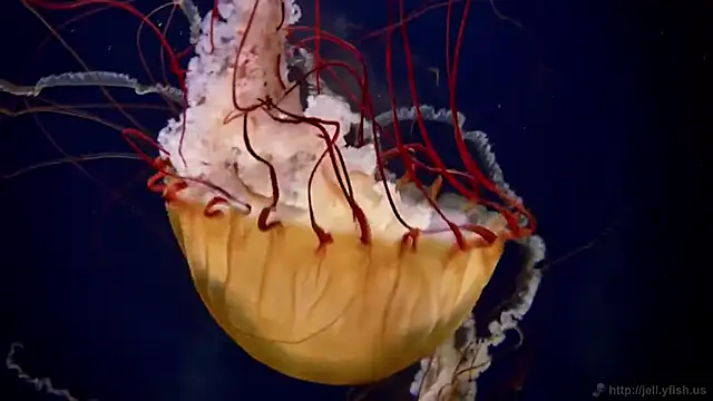 Snapshot of streamy_test11 chatting on 11.11.25 streamy test11 online show from 11.11.25