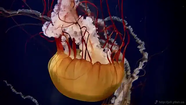 Snapshot of streamy_test11 chatting on 11.12.25 streamy test11 online show from 11.12.25