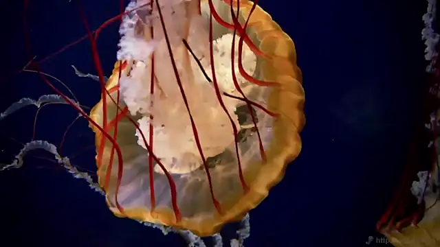 Snapshot of streamy_test11 chatting on 11.19.25 streamy test11 online show from 11.19.25