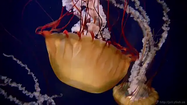 Snapshot of streamy_test11 chatting on 11.21.25 streamy test11 online show from 11.21.25