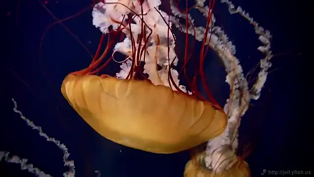 Snapshot of streamy_test11 chatting on 11.26.25 streamy test11 online show from 11.26.25