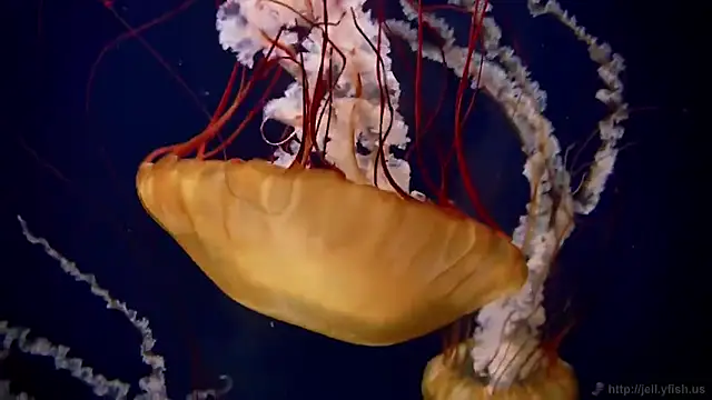 Snapshot of streamy_test11 chatting on 12.03.25 streamy test11 online show from 12.03.25