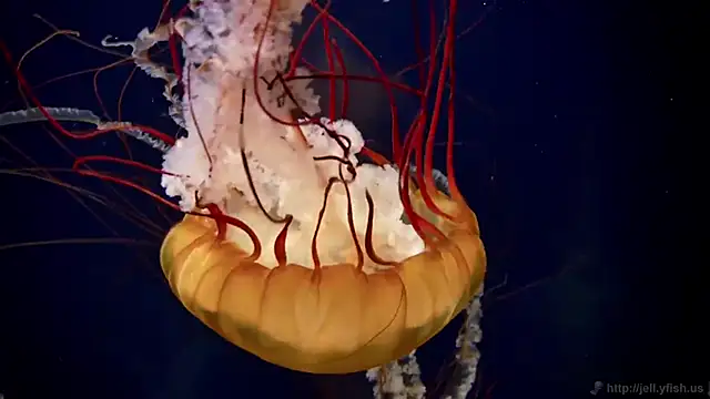 Snapshot of streamy_test11 chatting on 12.04.25 streamy test11 online show from 12.04.25